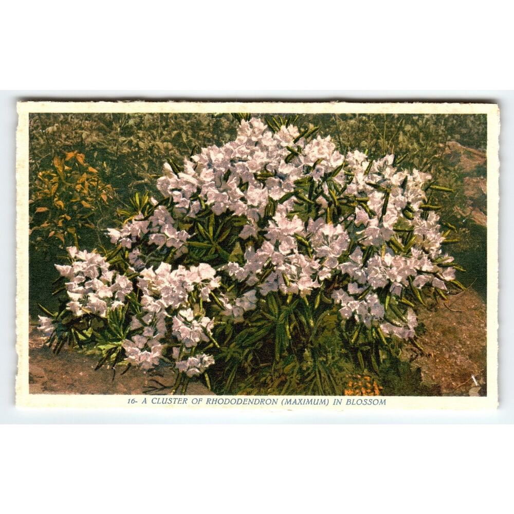 Vintage Linen Postcard A Cluster of Rhododendron Blossom 1930s